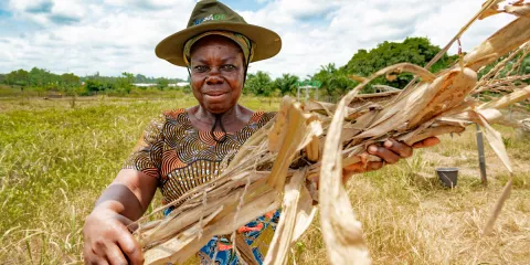 Ms. Aku Tokpu, a farmer in the village of Atti-Apédokoè in Togo, holds a maize stalk which she will use as an ingredient of biochar.