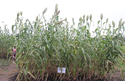 RESADE project implementation in Togo