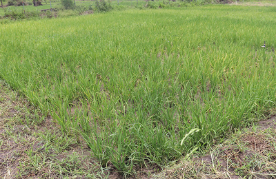 RESADE project implementation in Togo