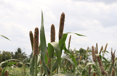RESADE project implementation in Togo